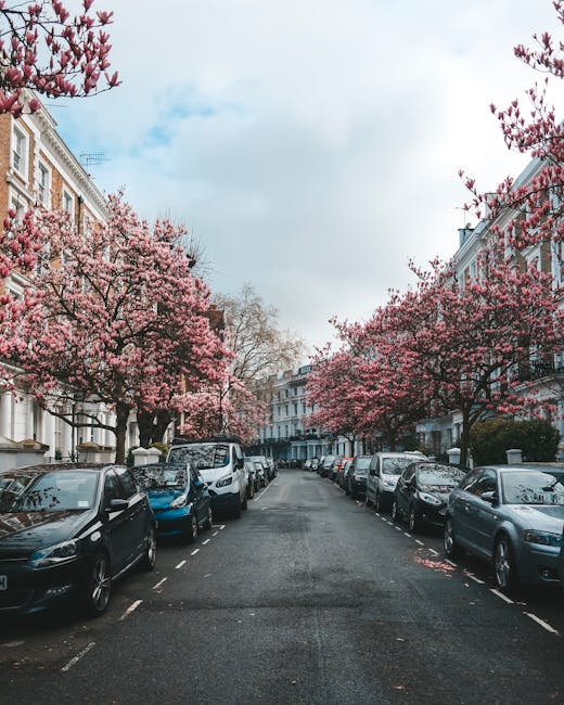A quiet residential street lined with white terraced buildings and parked cars on both sides, beneath blooming pink cherry blossom trees with delicate petals. The trees' branches extend over the road,