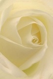 This close-up image draws you gently into the quiet heart of a single cream-white rose, its petals spiralling inward like a small galaxy of softness. At the outer edges, the petals are almost translucent, with a subtle matte sheen that suggests the feel of cool silk beneath the fingertips. Their tone is a delicate blend of ivory and soft cream, fading into hints of pale butter at the very centre, where the petals curl more tightly, forming a hypnotic vortex of folds and shadows. The lighting is tender and diffused, as though a calm Kensington morning is filtering through a nearby window, touching each curve with a whisper of brightness and leaving only the faintest shadows between the layers. There is no harsh contrast, only a serene glow that seems to make the bloom radiate from within. You can imagine a gentle, clean fragrance lingering in the air-soft, soothing, and understated-like the kind of floral scent that floats through the tree-lined streets near Kensington Gardens after a fresh delivery of flowers. As a florist, I see in this rose a quiet strength, perfect for expressing sympathy, remembrance, or a thoughtful apology delivered to a townhouse off High Street Kensington. The composition of the photograph is intimate and uncluttered, focusing solely on the graceful geometry of the petals, inviting the viewer to pause, breathe, and feel the calm dignity that such a single, flawless rose can bring to any moment of emotion or reflection in everyday life.